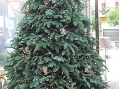 Fauno Bar S.r.l. Unipersonale